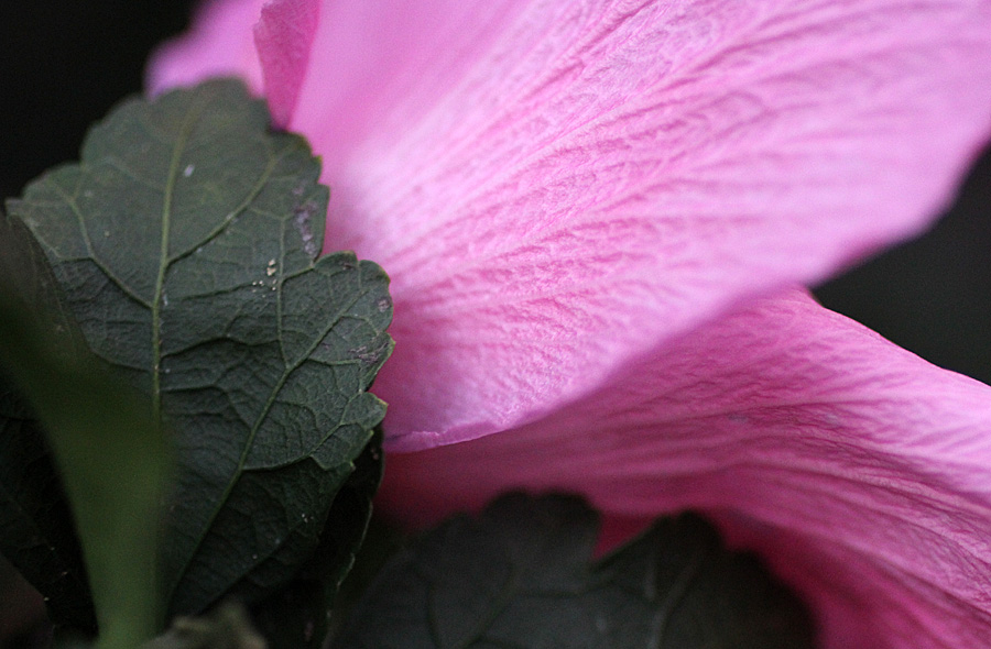 pink petals2