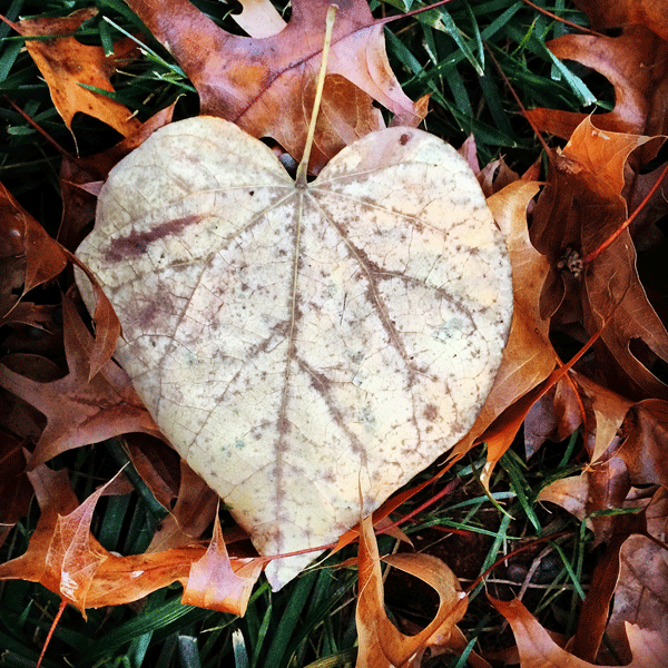 heart-leaf
