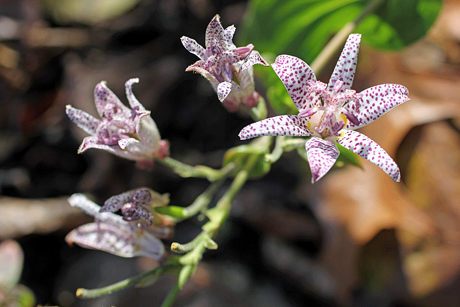 little-spotted-orchid